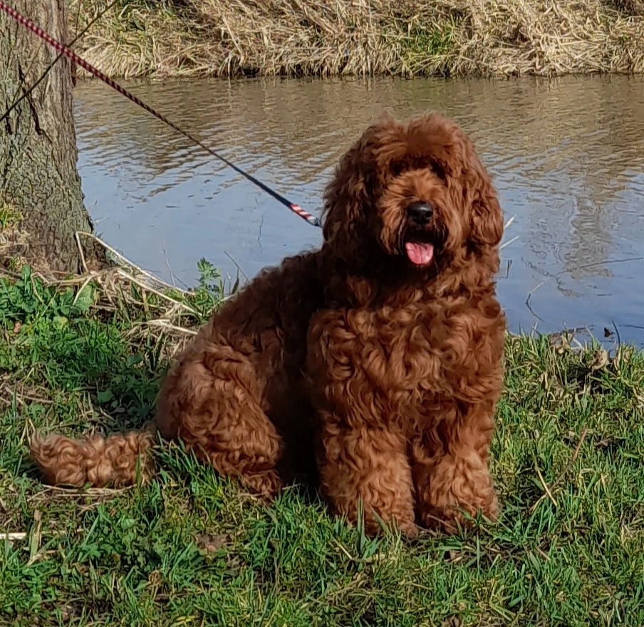 Amy, Australian Cobberdog moederhond