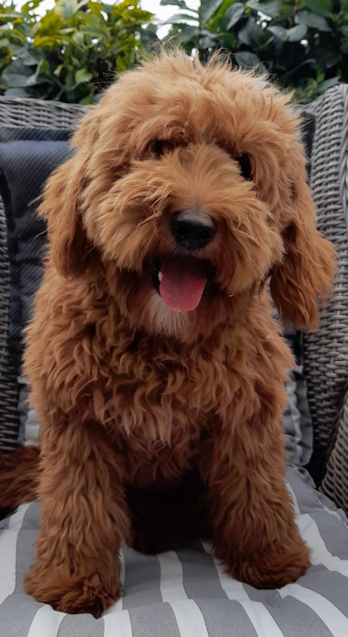 Lizzy, Australian Cobberdog