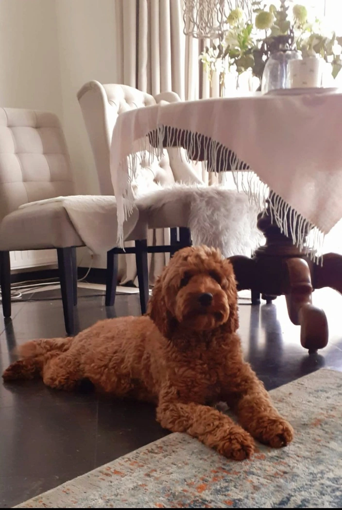 Ruby, onze Australian Cobberdog