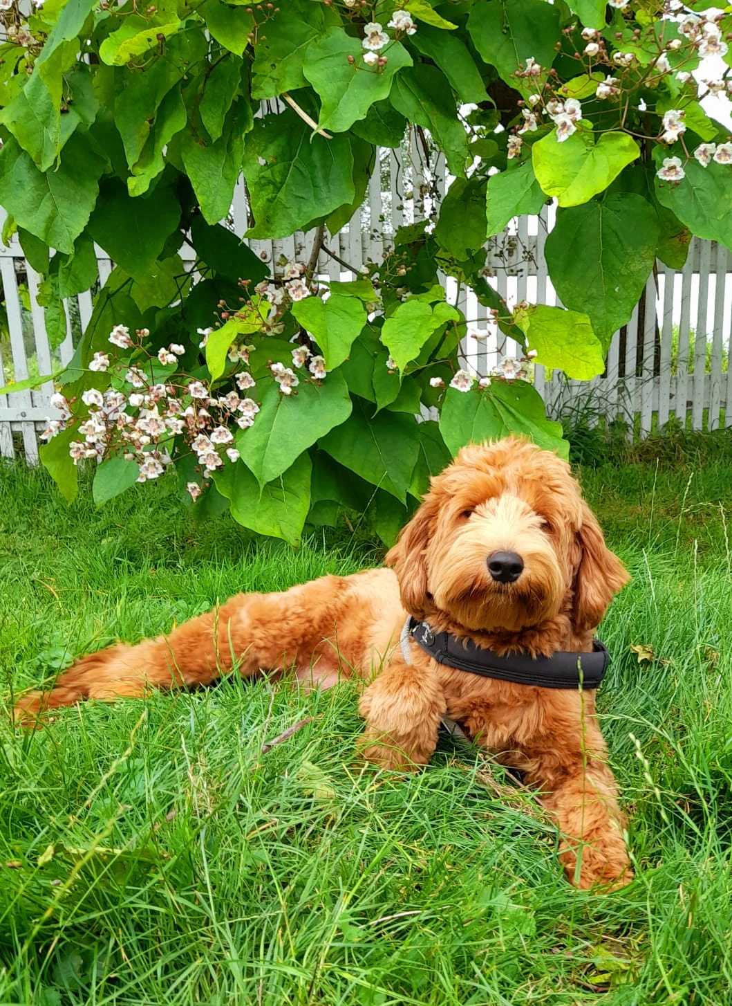 Scott, Australian Cobberdog dekreu